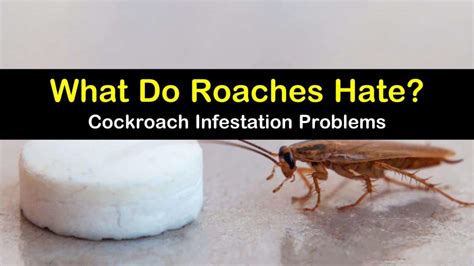 What scent do roaches hate. Things To Know About What scent do roaches hate. 